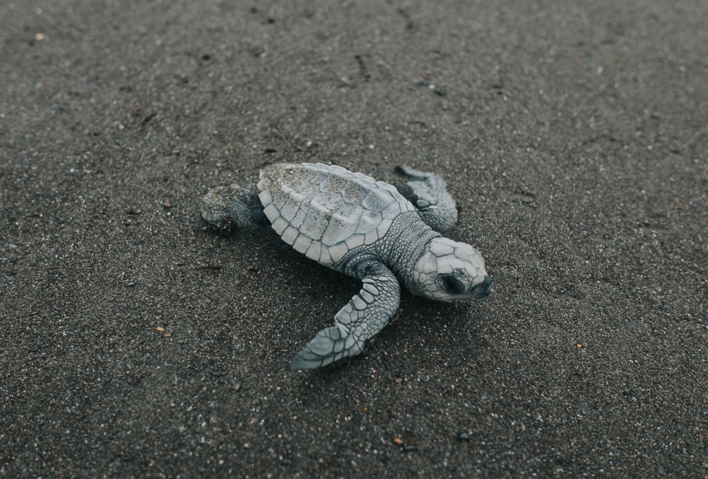 newly hatched baby turtle on beach at playa ostional in costa rica