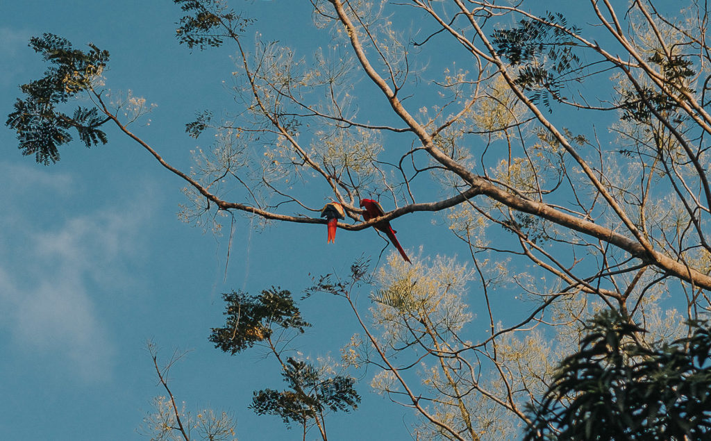 macaws sitting in tree in costa rica parque nacional manuel antonio