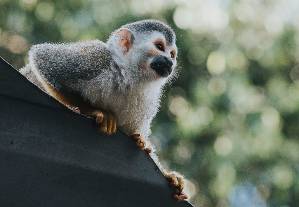 close up of monkey sitting on roof in costa rica wedding photographer