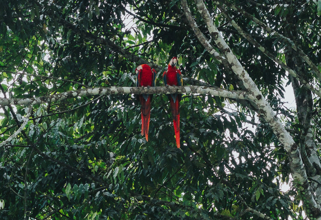 macaws sitting in tree in costa rica parque nacional manuel antonio