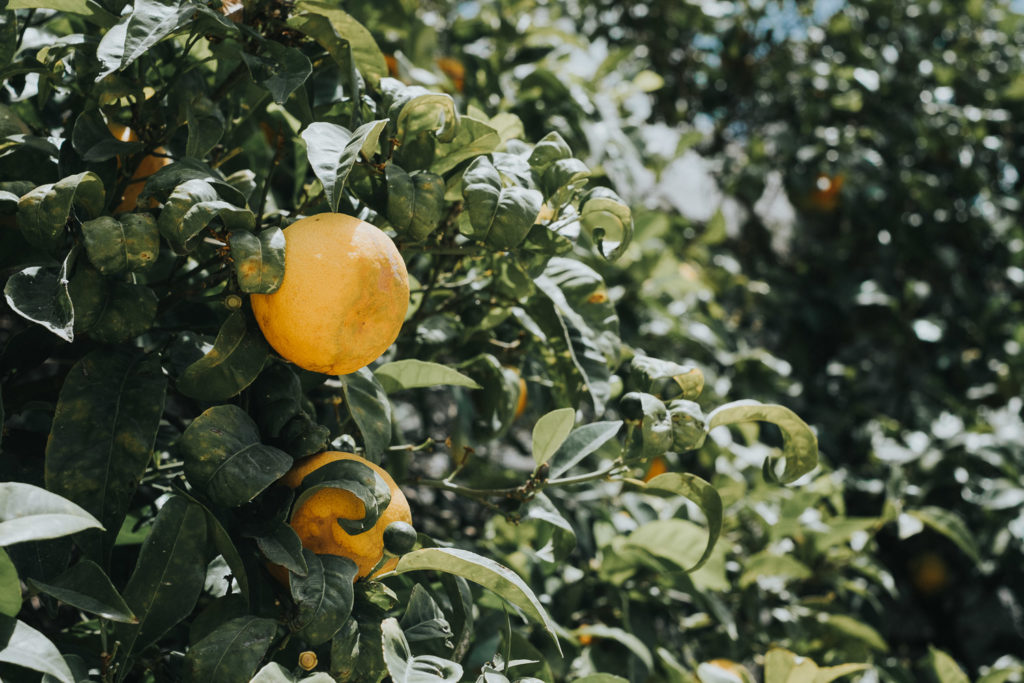 lemon tree jerez wedding photographer